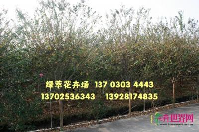 小叶紫薇