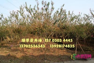 小叶紫薇